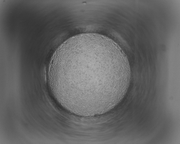 X0000073850022200609071619