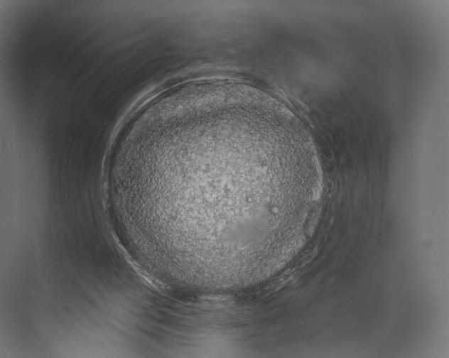 X0000073850053200609071618