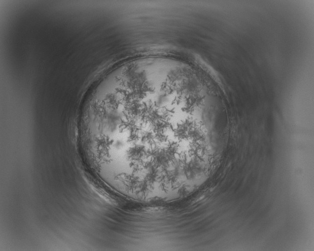 X0000073850059200609071618