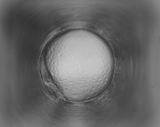 X0000073850099200609071617