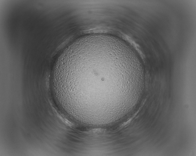 X0000073850153200609071616