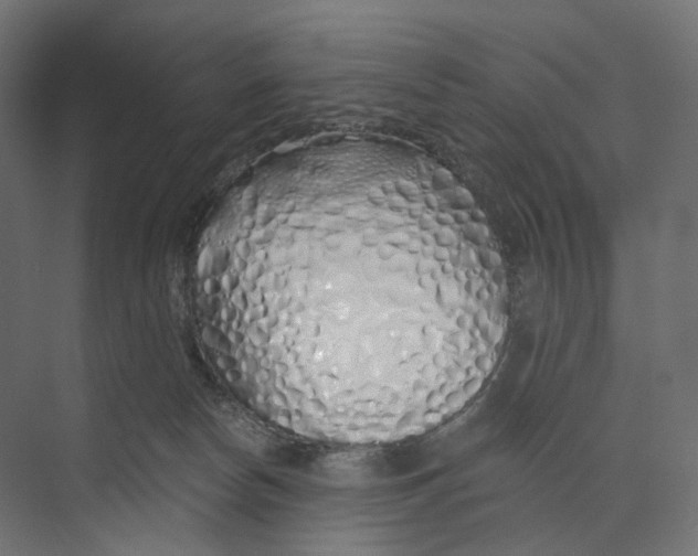 X0000073850178200609071616