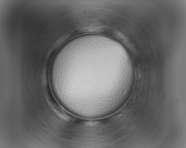 X0000073850250200609071614