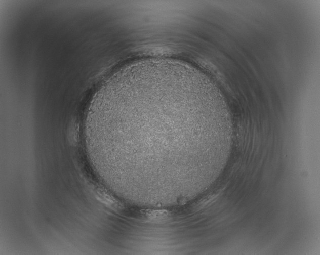 X0000073850355200609071613