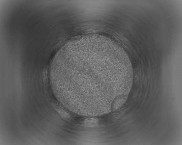 X0000073850369200609071613