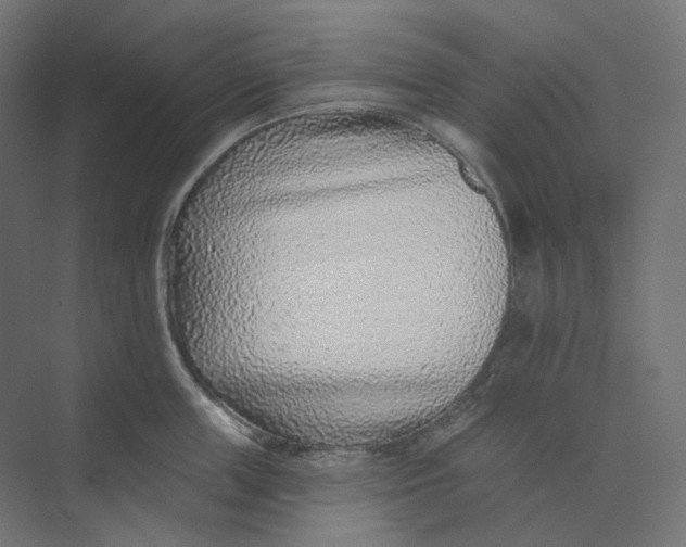 X0000073850859200609071605