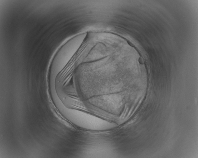 X0000073850864200609071605