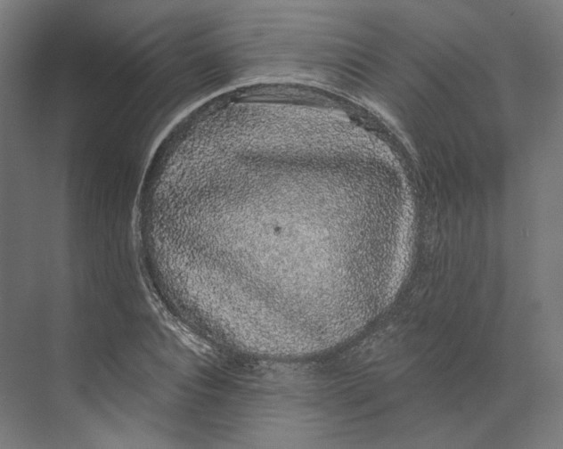 X0000073850928200609071603