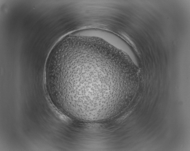 X0000073850940200609071603