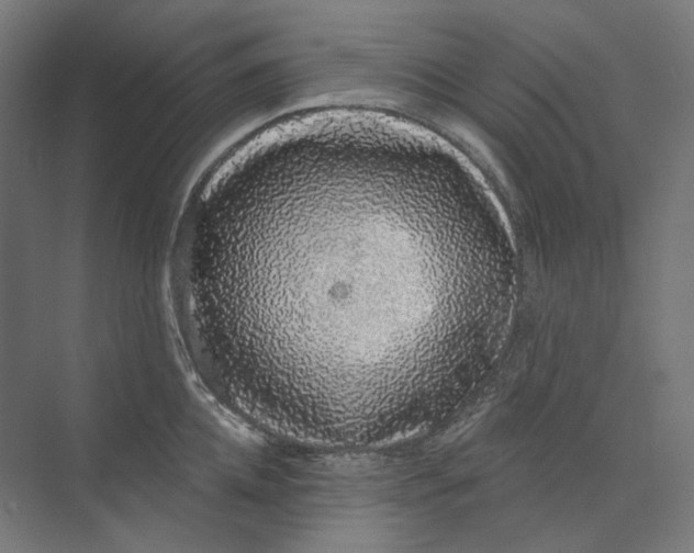 X0000073850952200609071603