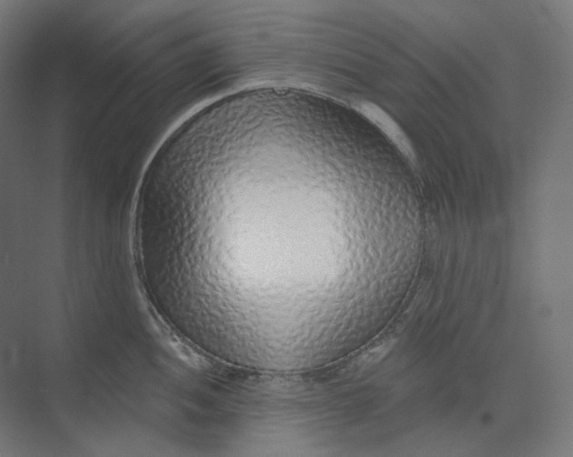 X0000073851052200609071602