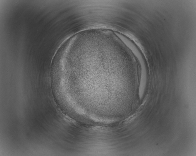 X0000073851097200609071600