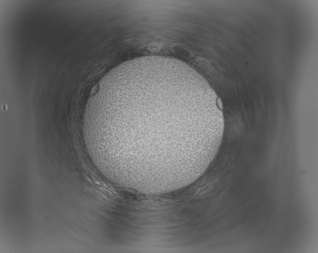 X0000073851105200609071559