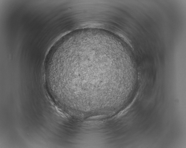 X0000073851117200609071600