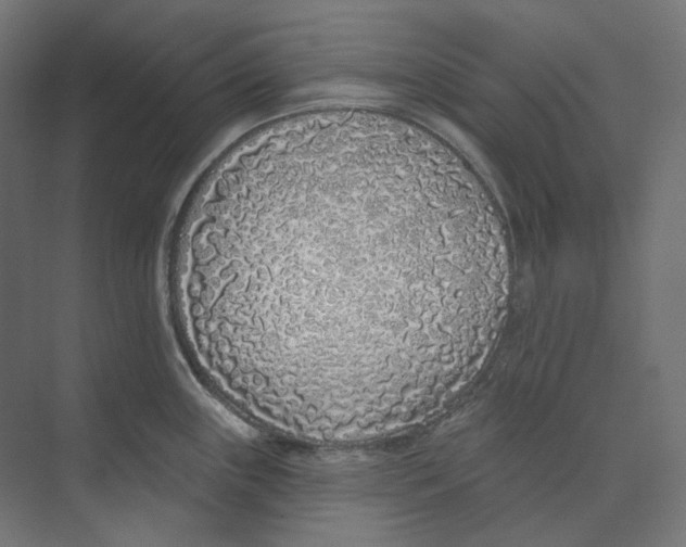 X0000073851243200609071559