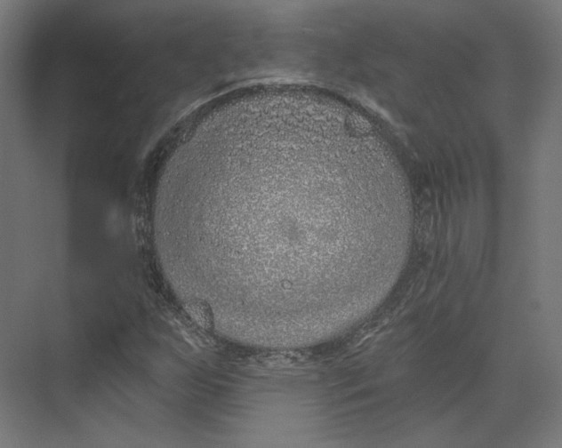 X0000073851255200609071558