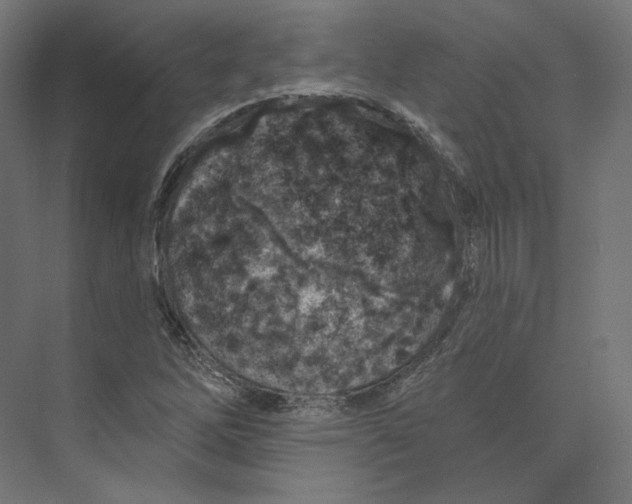 X0000073851262200609071558