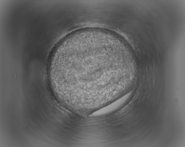 X0000073851263200609071558