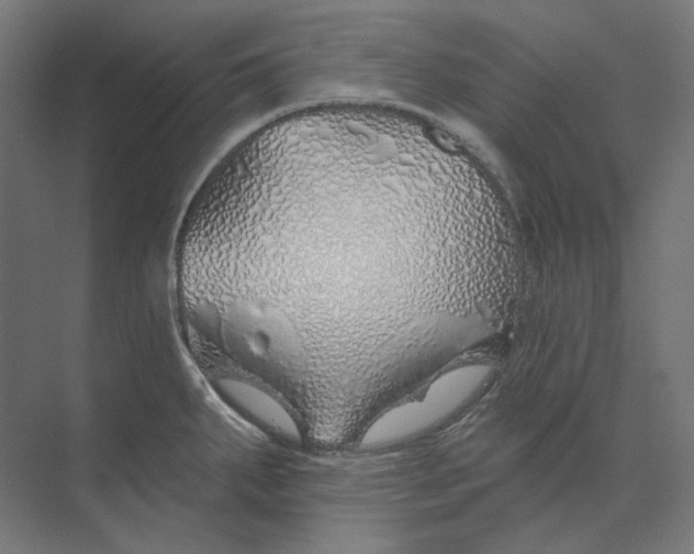 X0000073851287200609071557