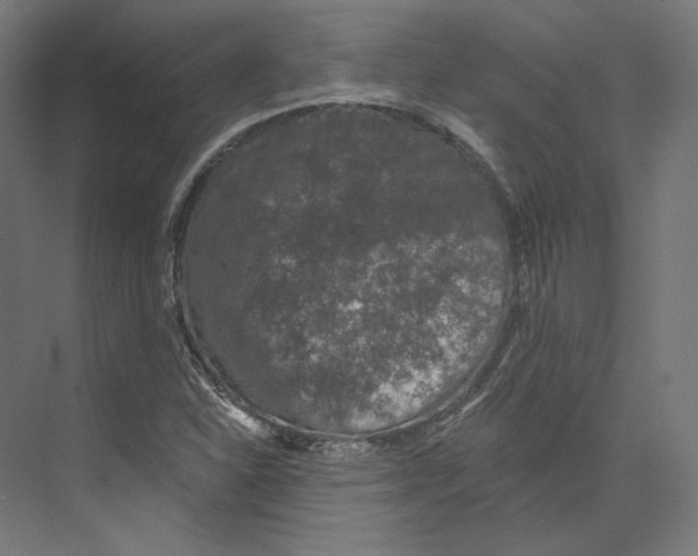 X0000073851310200609071556