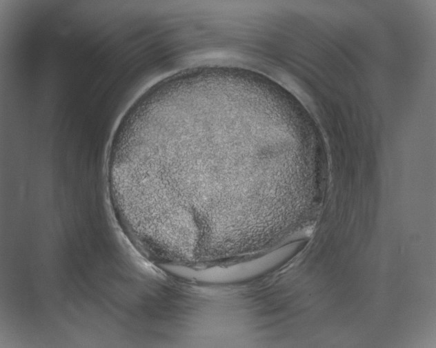 X0000073851392200609071555