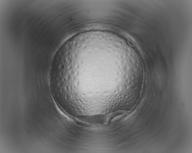 X0000073851433200609071555