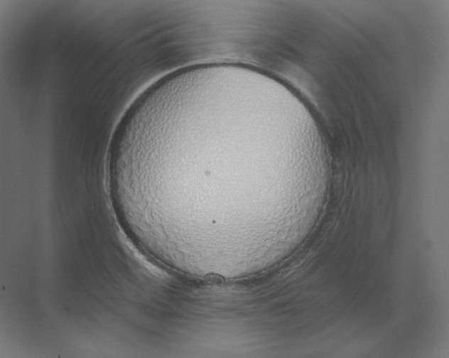 X0000073851468200609071554