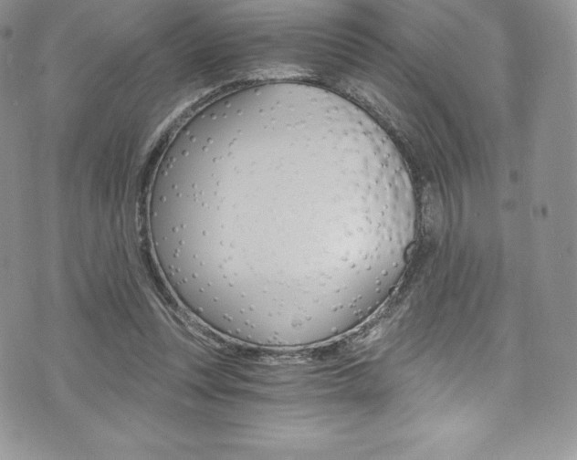 X0000073860351200608101033