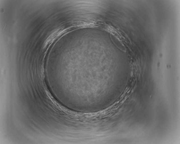 X0000073860002200608101302