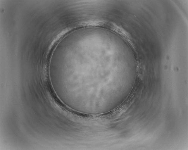 X0000073860012200608101302