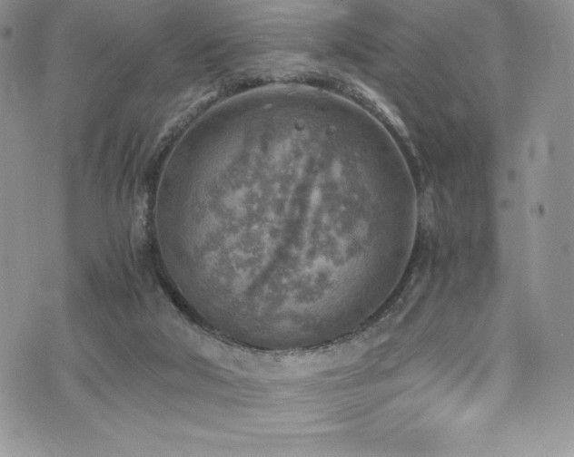 X0000073860018200608101302