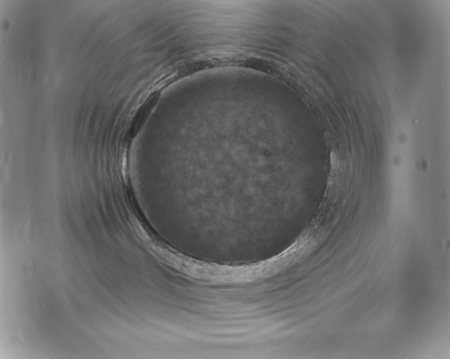 X0000073860048200608101301