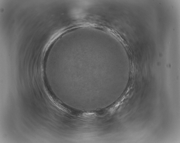 X0000073860055200608101301