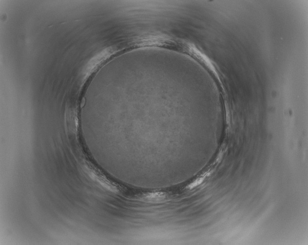 X0000073860059200608101301