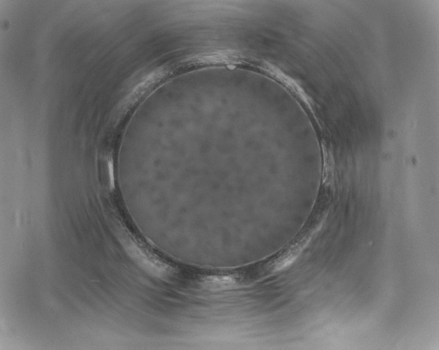 X0000073860061200608101301