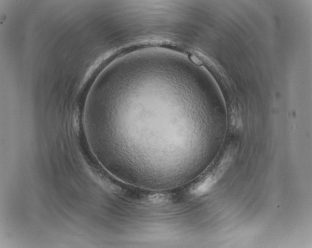 X0000073860064200608101301