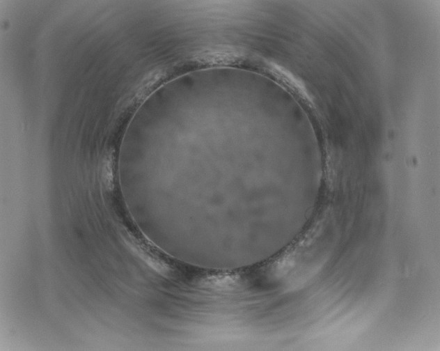 X0000073860065200608101301