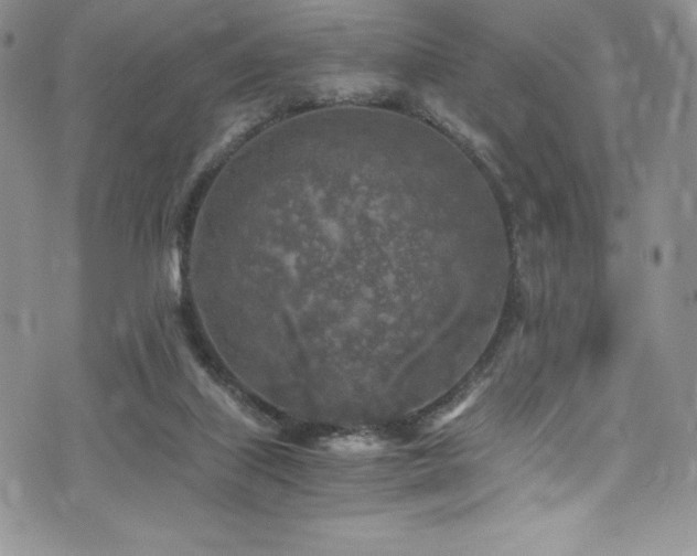 X0000073860067200608101301