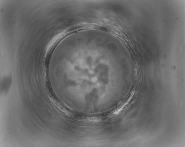 X0000073860149200608101259