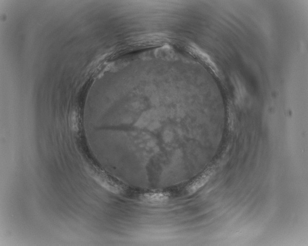 X0000073860161200608101259