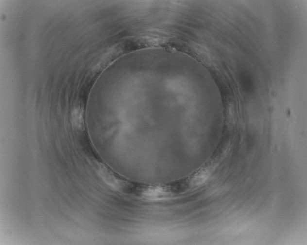 X0000073860177200608101259