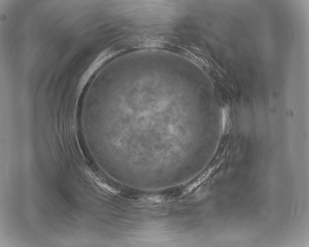 X0000073860195200608101259