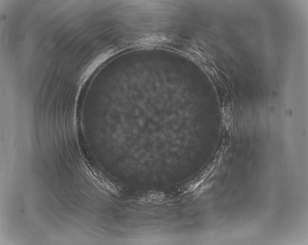 X0000073860196200608101259