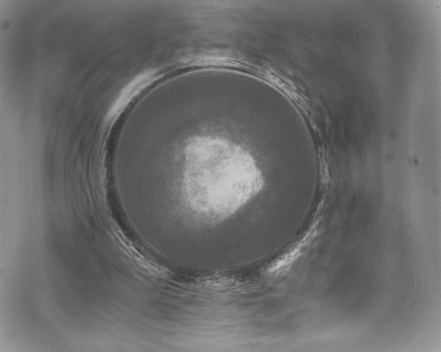 X0000073860199200608101259