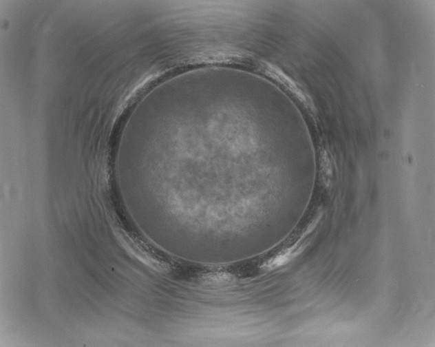 X0000073860203200608101259