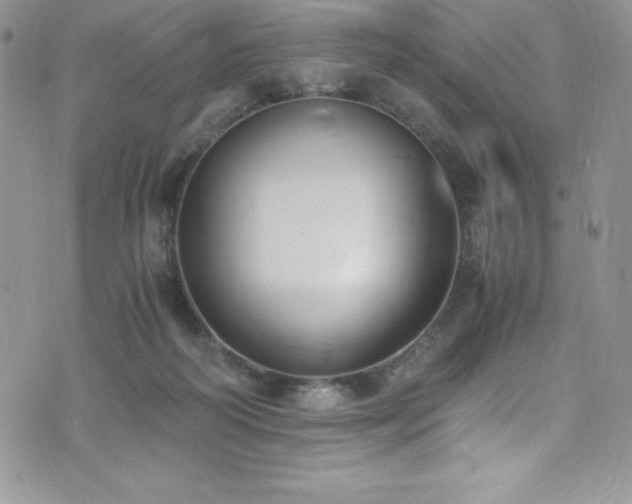 X0000073860218200608101259