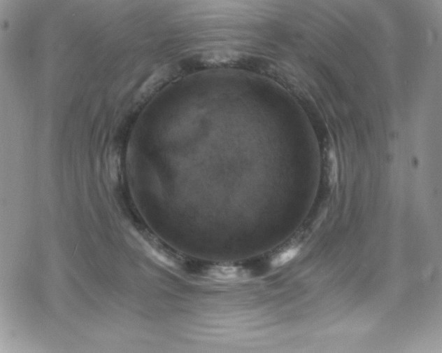 X0000073860227200608101258