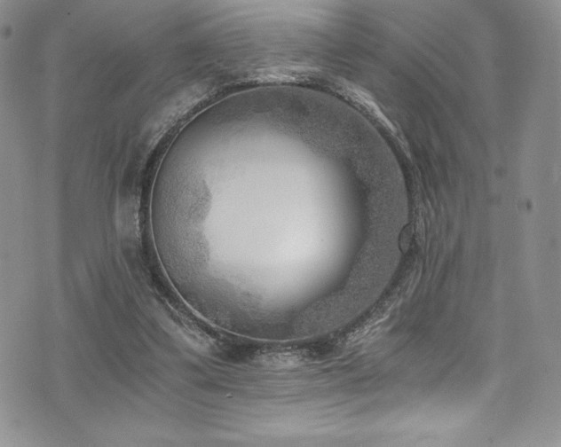 X0000073860299200608101257