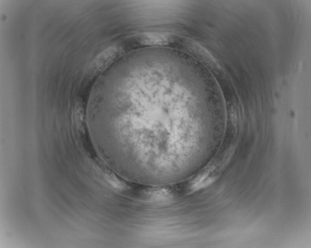 X0000073860322200608101257