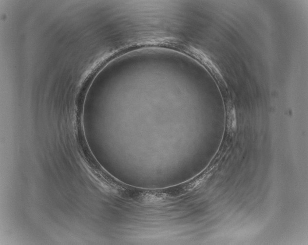 X0000073860346200608101256